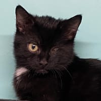 CLEMENTINE, chatte à adopter