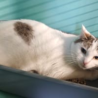 CILAOS, chat à adopter