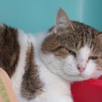 CARLOS, chat à adopter