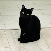 AGATHA, chatte à adopter