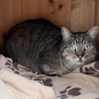 Carambar CAB5088, chat à adopter