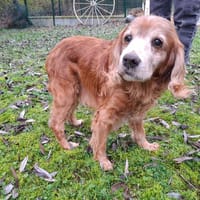 BILL, chien à adopter