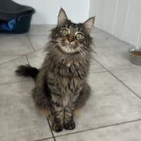 Valkyrie, chatte à adopter