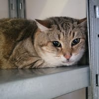 Mixou, chat à adopter