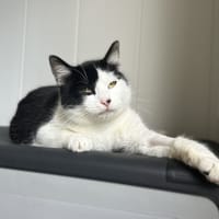 Anabelle, chatte à adopter