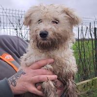 BIBULLE, chienne à adopter