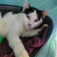 Jimmy, chat à adopter