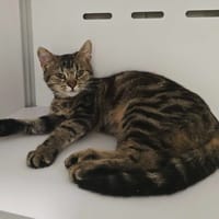 Sheridan, chatte à adopter