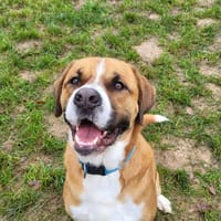 chooper, chien à adopter