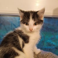 Dobby, chat à adopter