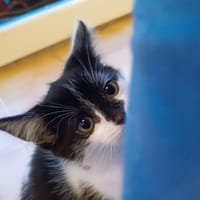 Winky, chatte à adopter