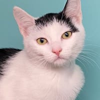 Chaton 1, chatte à adopter