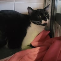 Raviole, chatte à adopter