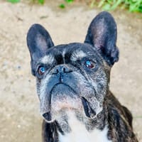 ROGER, chien à adopter