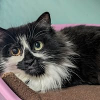 BELHARRA QCT, chatte à adopter