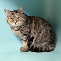 Wiki CAB5080, chatte à adopter