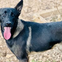 NED, chien à adopter