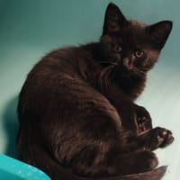 BEARNAISE, chat à adopter