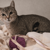 SHIVA, chatte à adopter