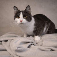 PRINCESSE, chatte à adopter