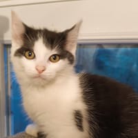 Kreatur, chat à adopter