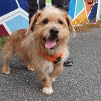 NEBULA VAA, chienne à adopter