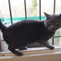 GRANITE PAB28409, chat à adopter