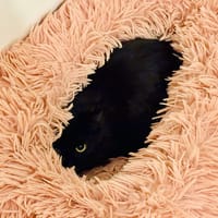 JINU, chat à adopter