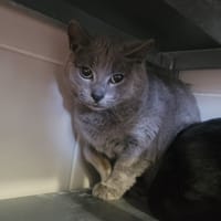 Daily, chatte à adopter