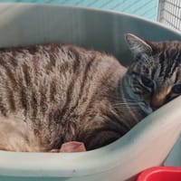 CHICHI, chat à adopter