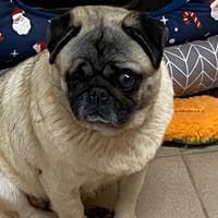 SATINE, chienne à adopter