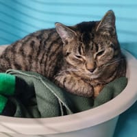 LADY PATTOUNES, chatte à adopter