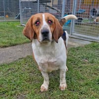 TAMBOUILLE, chienne à adopter