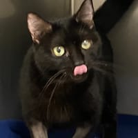 VALENTINE, chatte à adopter