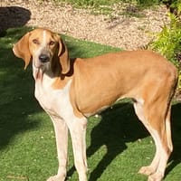 Cannelle, chienne à adopter