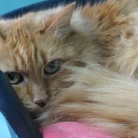 CASH, chat à adopter