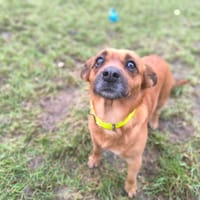 SARA, chienne à adopter