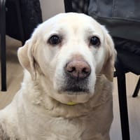 MAGIE, chienne à adopter