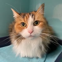 sacha, chatte à adopter