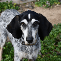 BUD ( En cours d'adoption), chien à adopter