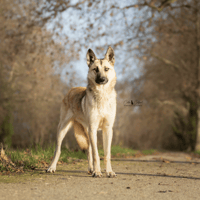 Fenris, chien à adopter