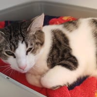 DOLIC, chat à adopter