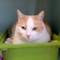 Mia, chat à adopter