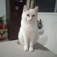 MARTINA, chatte à adopter