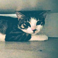 Mila, chatte à adopter