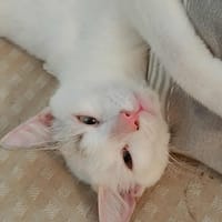 Lily Rose, belle comme une rose, chatte à adopter
