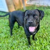 Tito, mâle croisé berger, né le 10/02/2022 🐶, chien à adopter