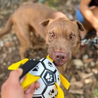 Pollux, mâle croisé shar pei, né le 03/06/2024🐶, chien à adopter