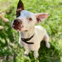 Neo, mâle croisé berger, né le 01/01/2025 🐶, chien à adopter