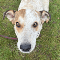 Trinity, dog to adopt